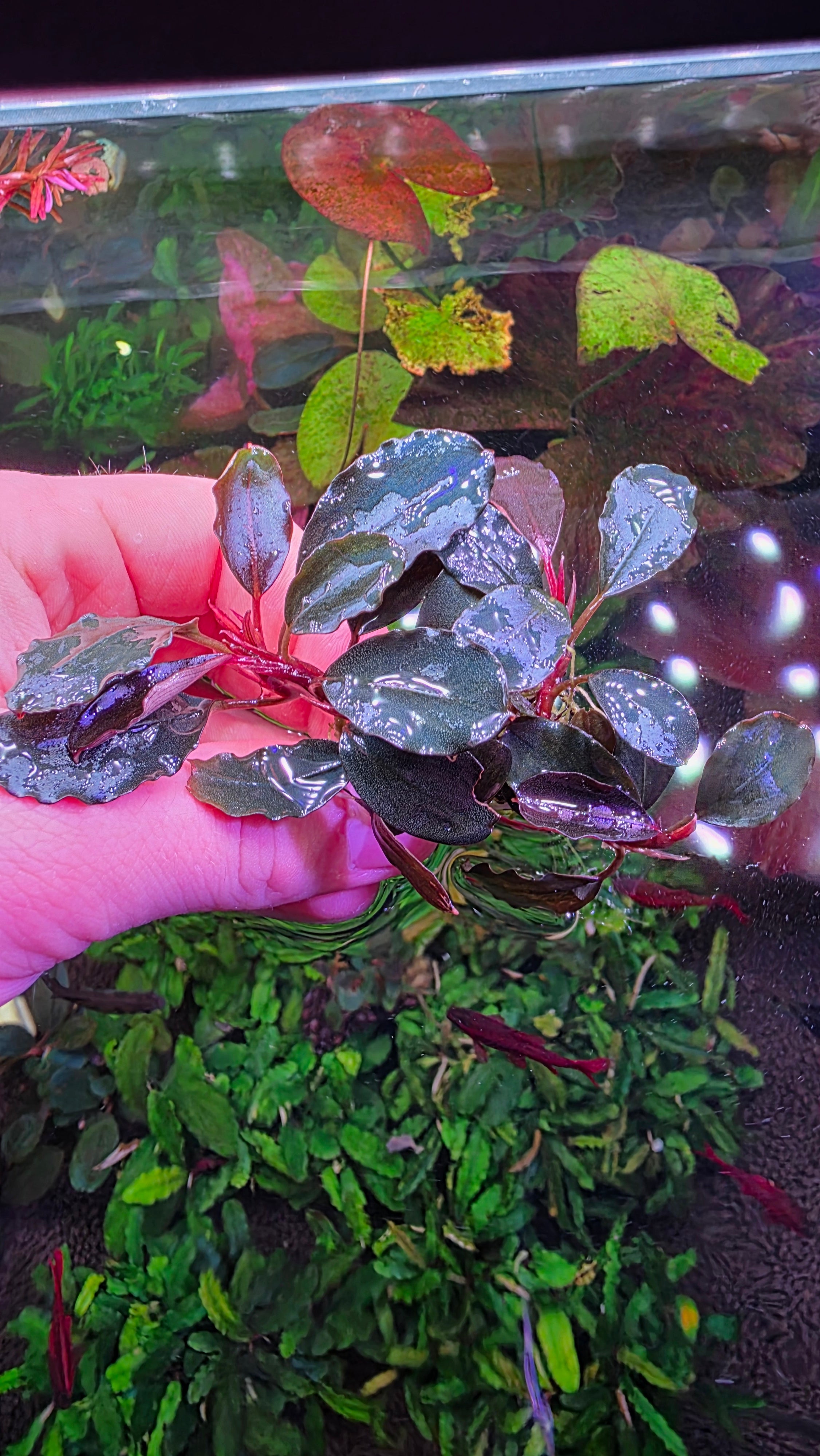 Bucephalandra"Red Marble" Clump