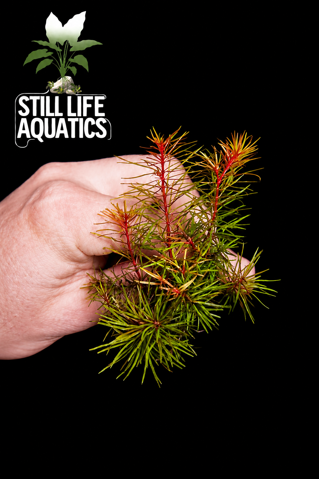 Rotala Wallichi