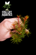 Rotala Wallichi