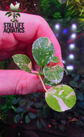 Rare Anubias "Panda"