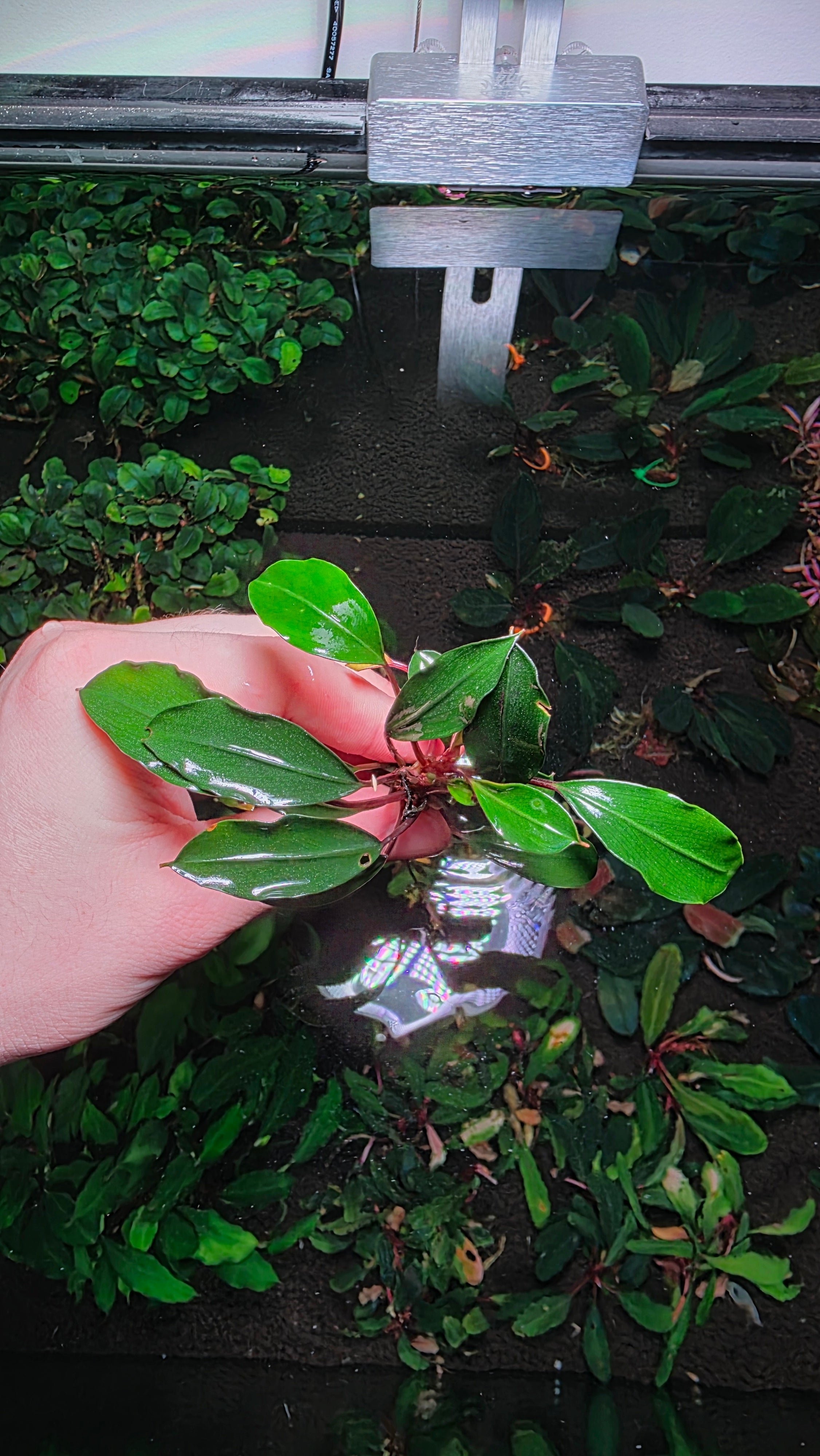 Bucephalandra "Red Heart"