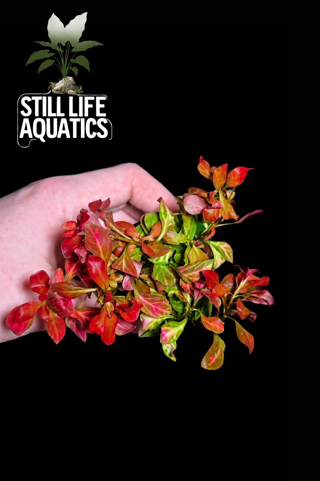 Ludwigia Atlantis 'Dark Orange'