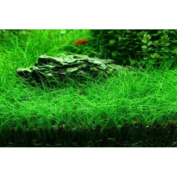 Eleocharis 'Belem' Drawf - Tissue Culture