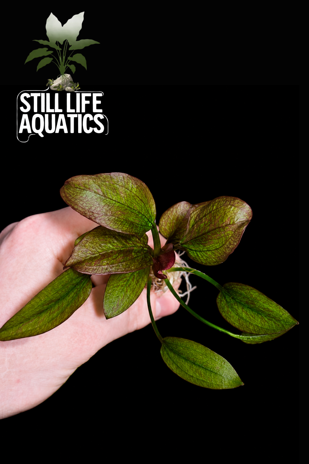 Echinodorus Quadricolour