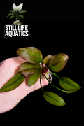 Echinodorus Quadricolour