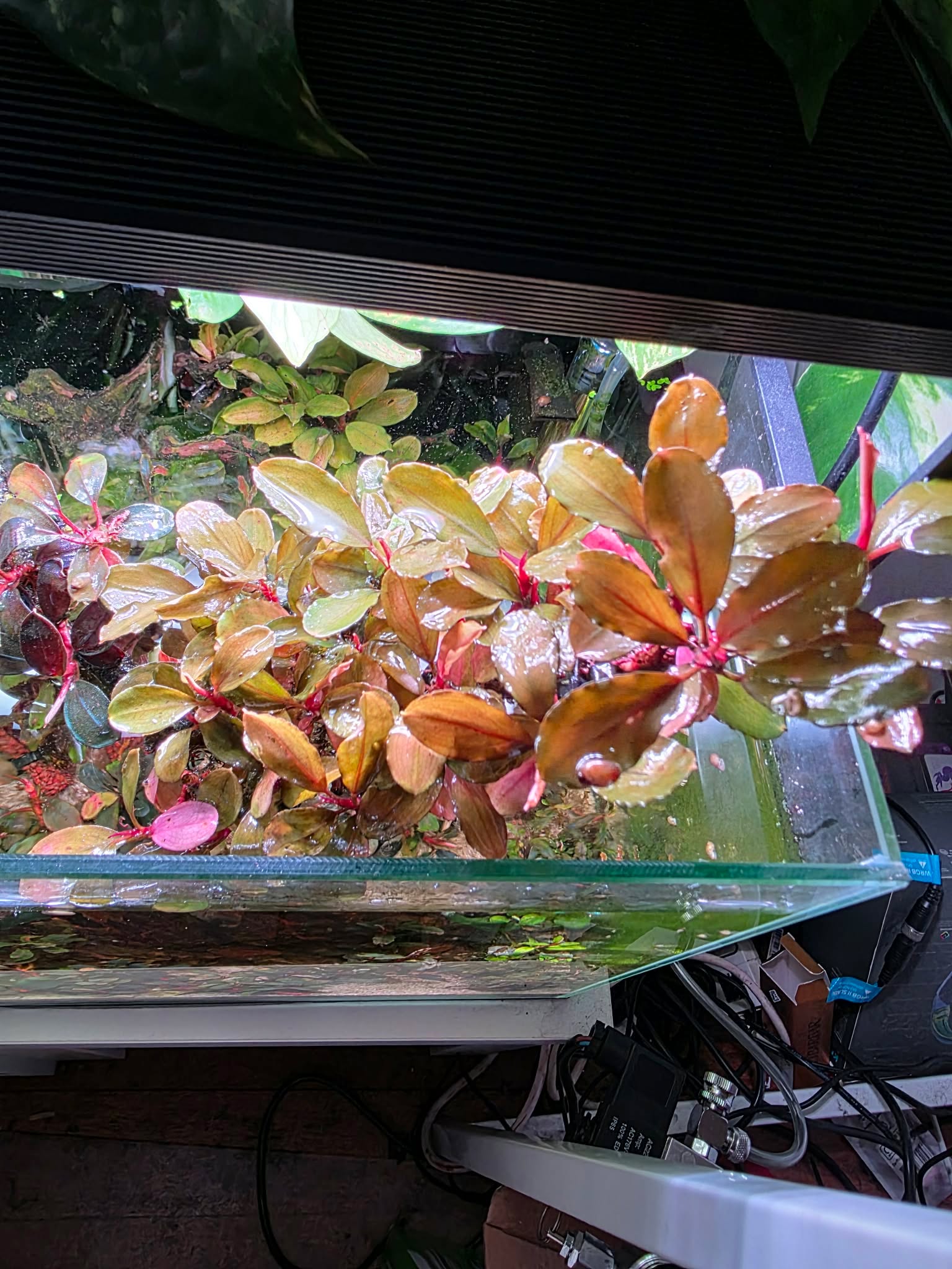 Bucephalandra "Melon"