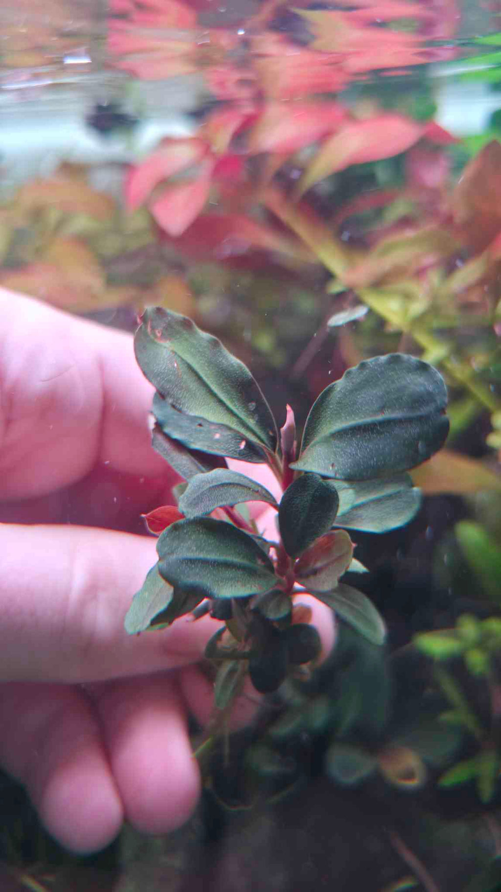 Bucephalandra Neo