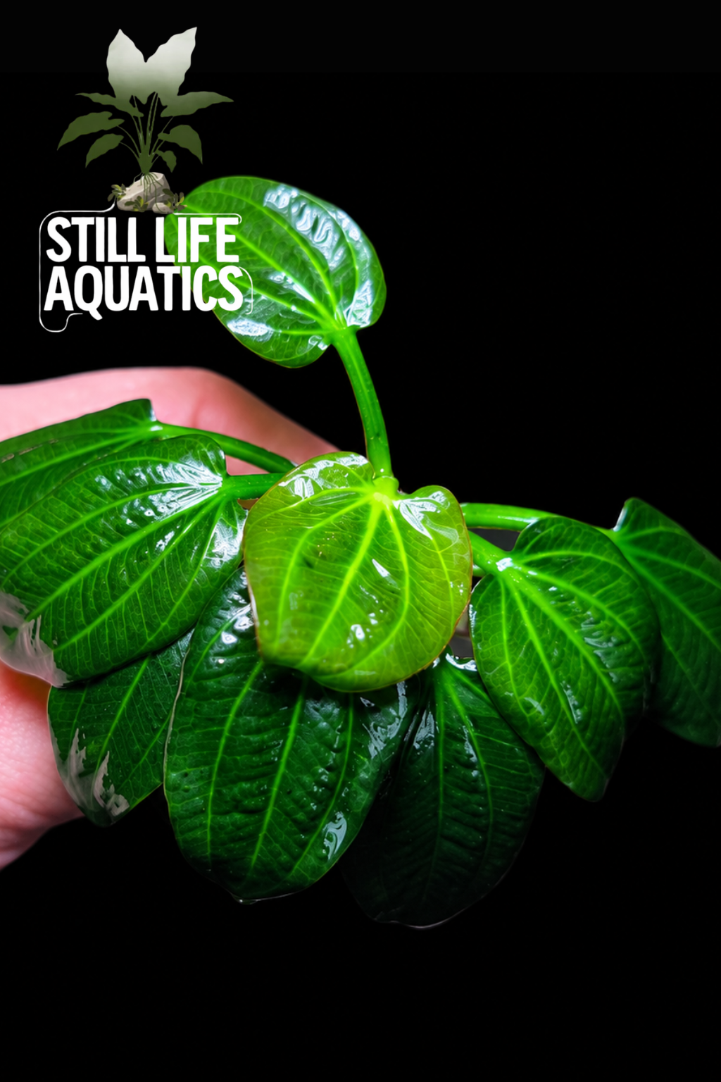 Rare Echinodorus Green Iguazu 2009