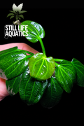 Rare Echinodorus Green Iguazu 2009