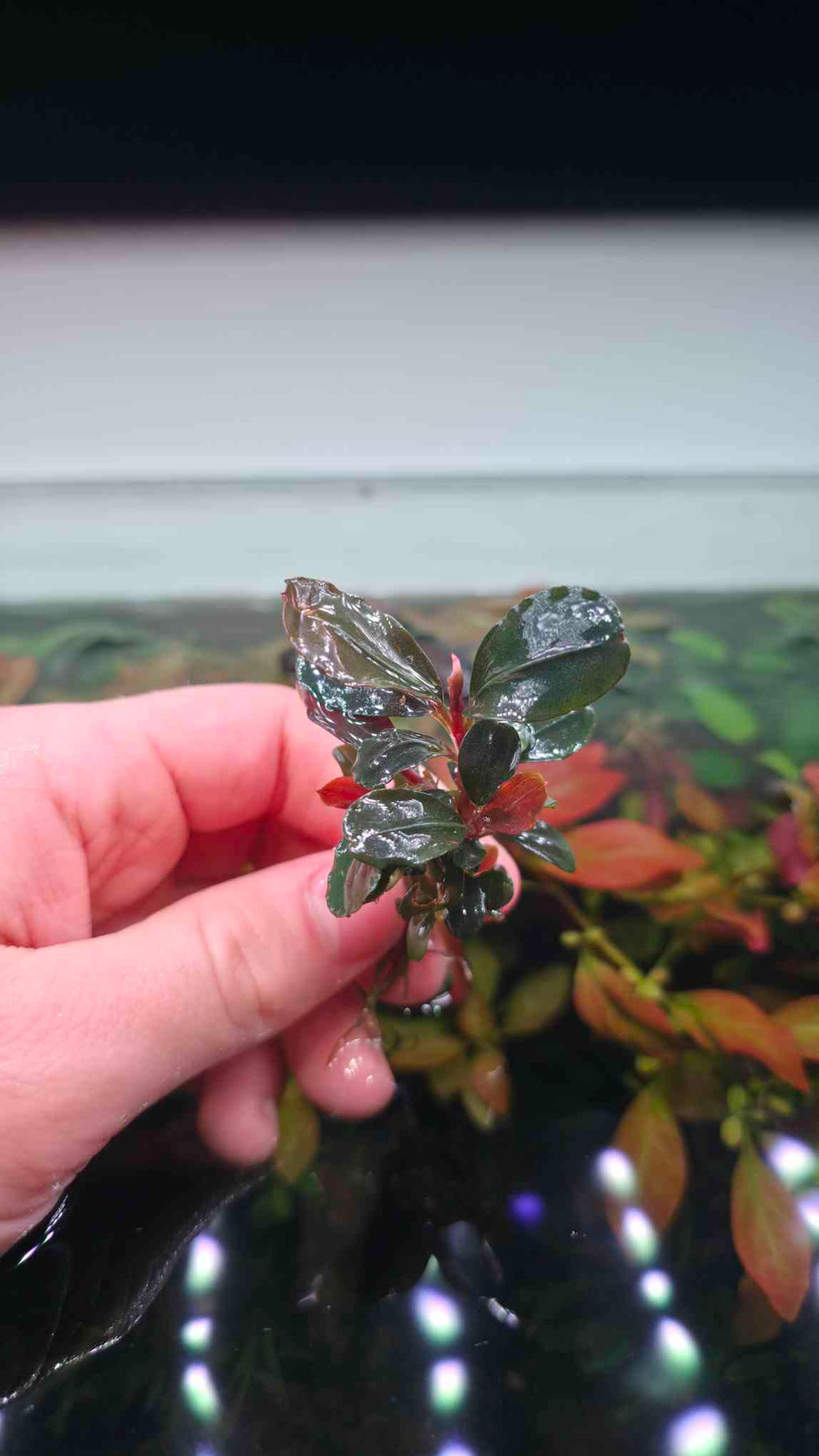 Bucephalandra Neo
