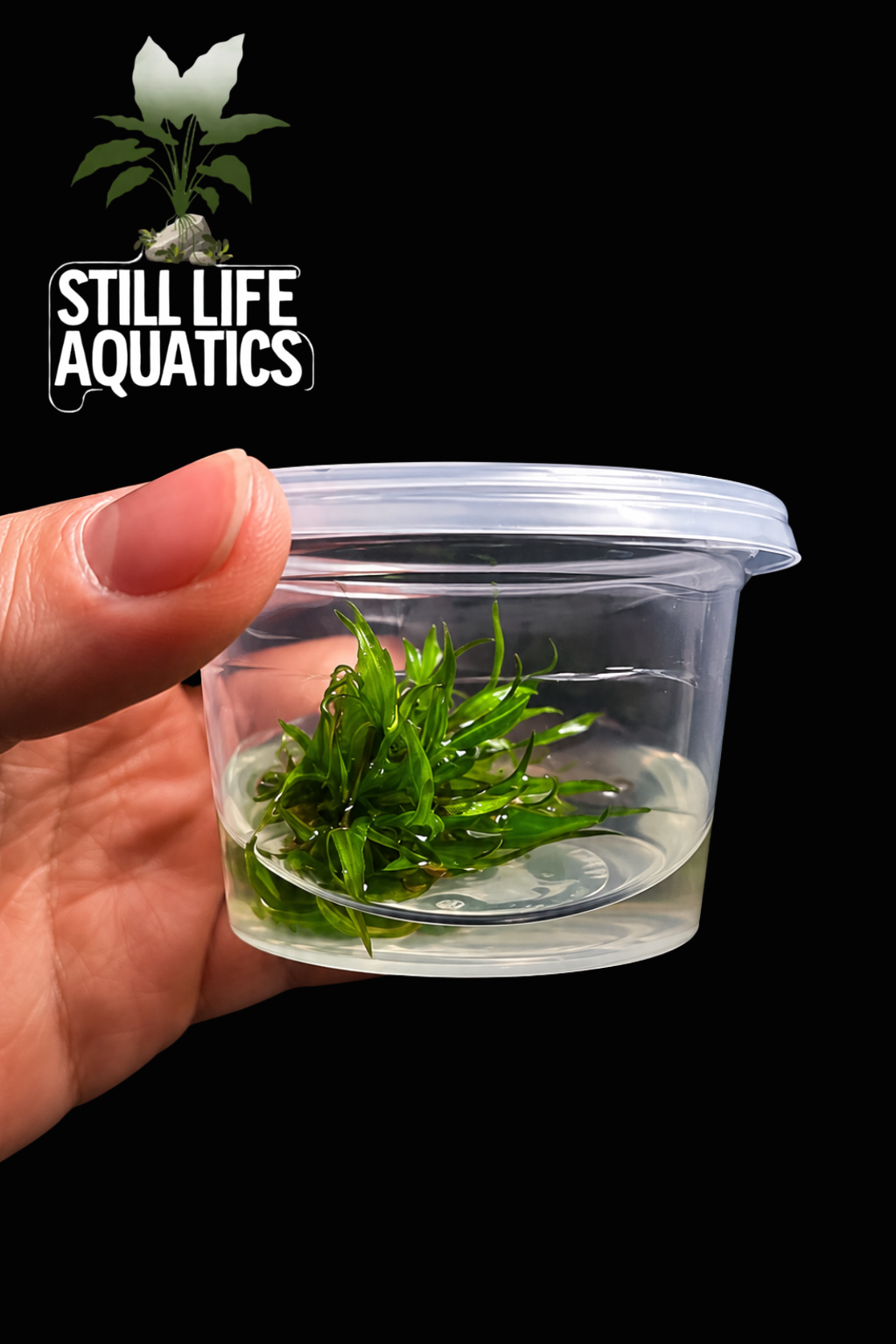 Cyptocoryne Wendtii 'Green Gecko' Tissue Culture
