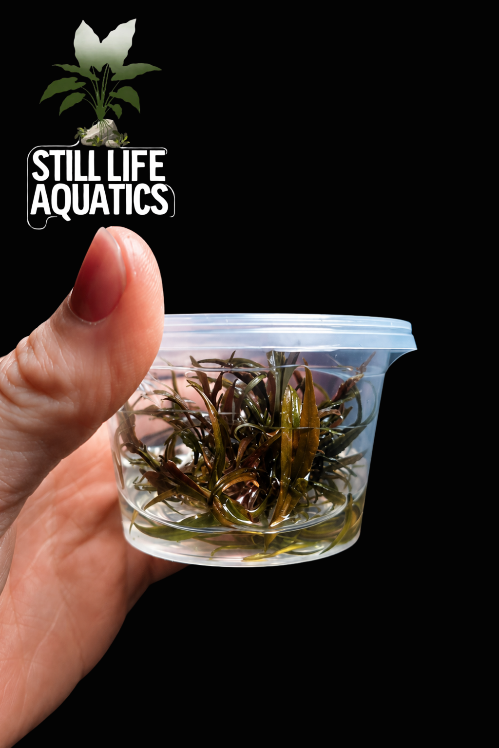 Cryptocoryne Axelrodi - Tissue Culture