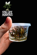 Cryptocoryne Axelrodi - Tissue Culture
