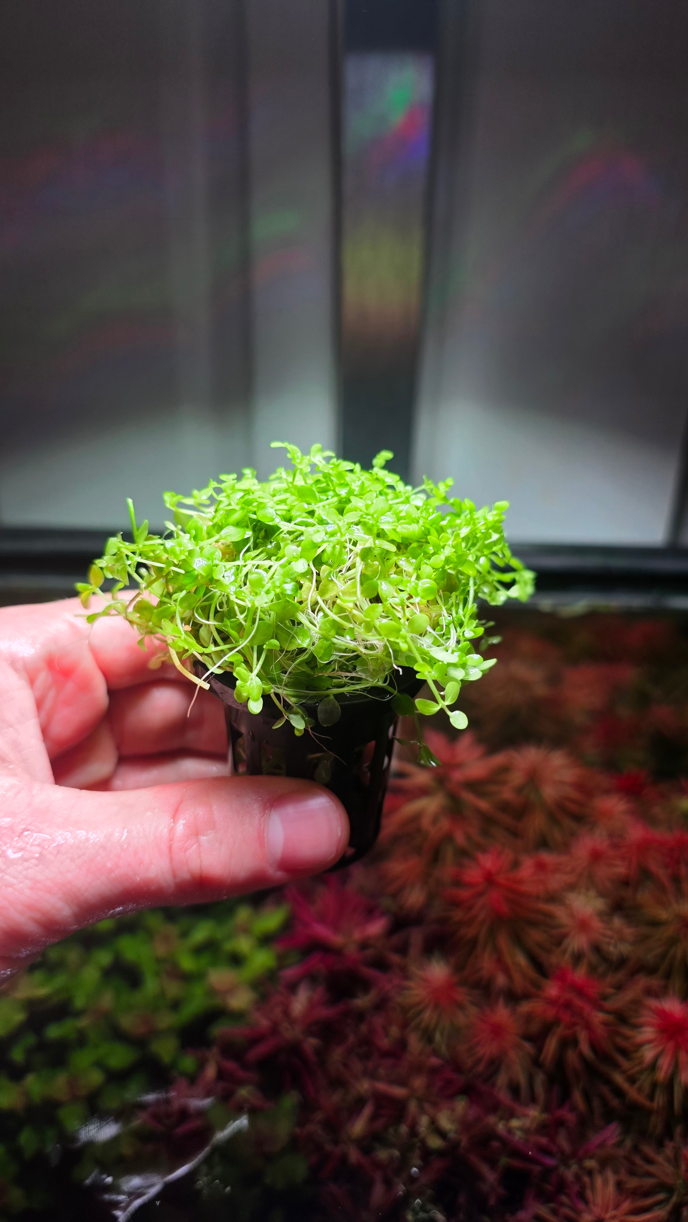 Monte Carlo Pot