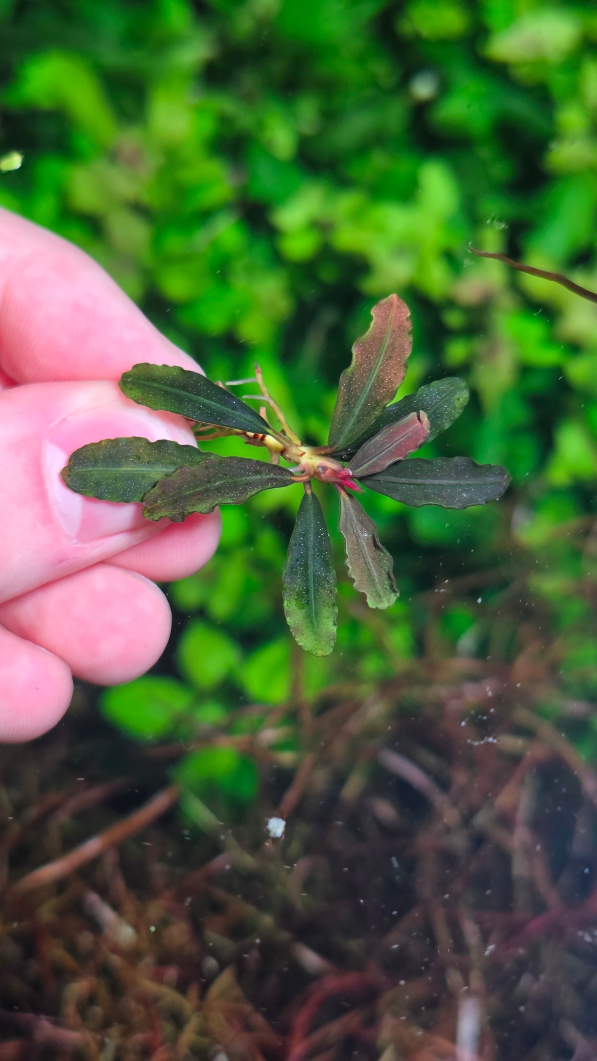 Bucephalandra Velvet