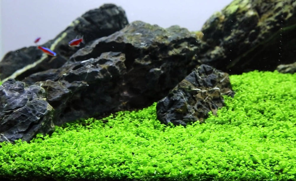 Monte Carlo - Tissue Culture