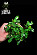 XL Bucephalandra Pink Melawi Clump