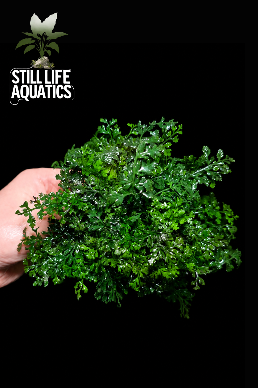 Bolbitis difformis 'Mini' XL Clump