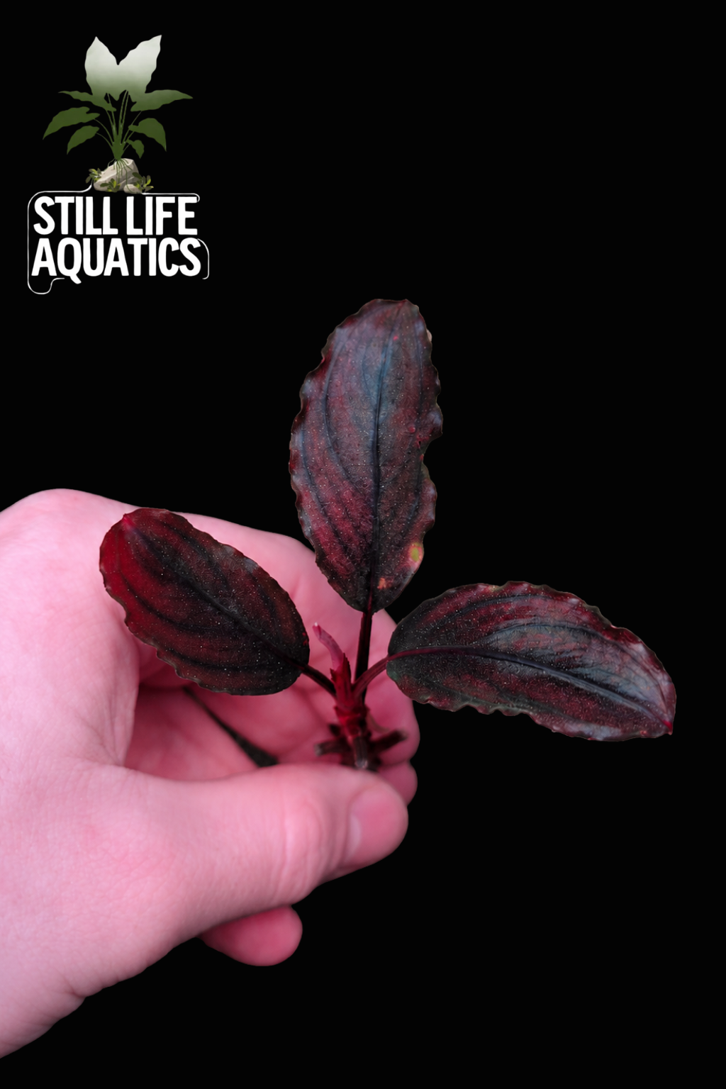 Bucephalandra Hellfire