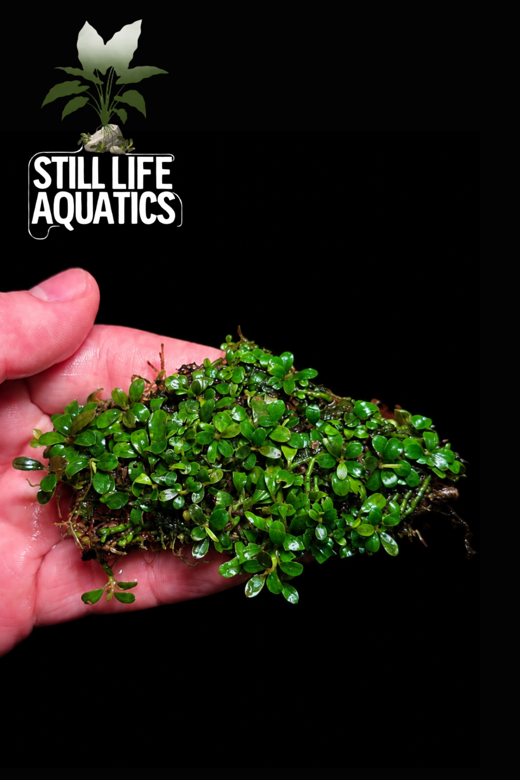 Bucephalandra Macro clump