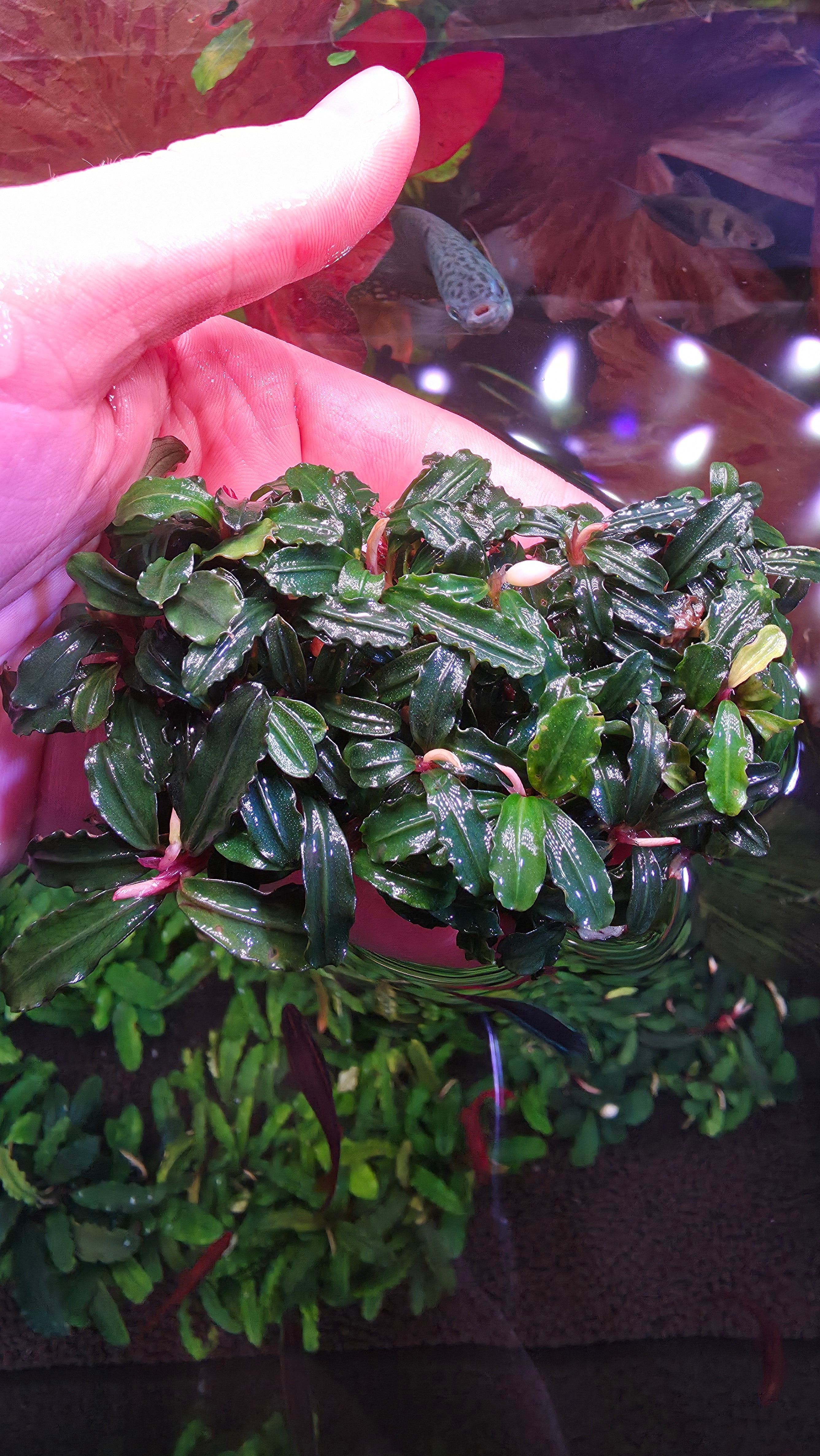 Bucephalandra Mini Phantom Clump – Still Life Aquatics
