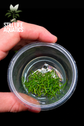 Cyptocoryne Parva TC