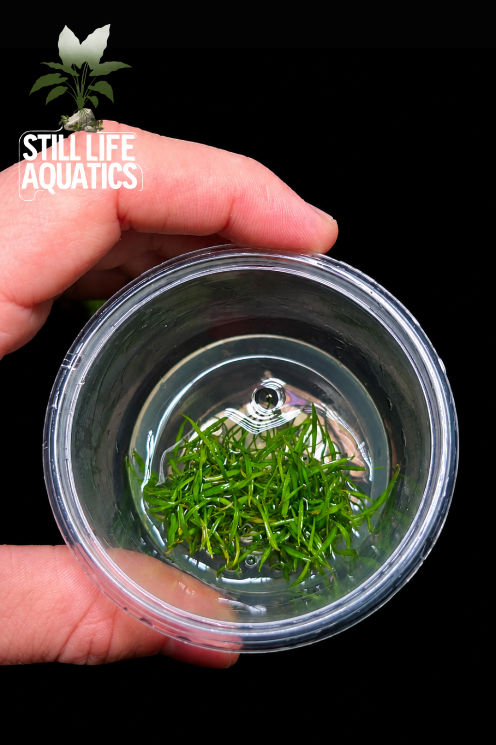 Cyptocoryne Parva TC