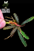 Bucephalandra 'Rose Thorn'