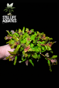 Hygrophila Triflora Chinese Varient Large bunch