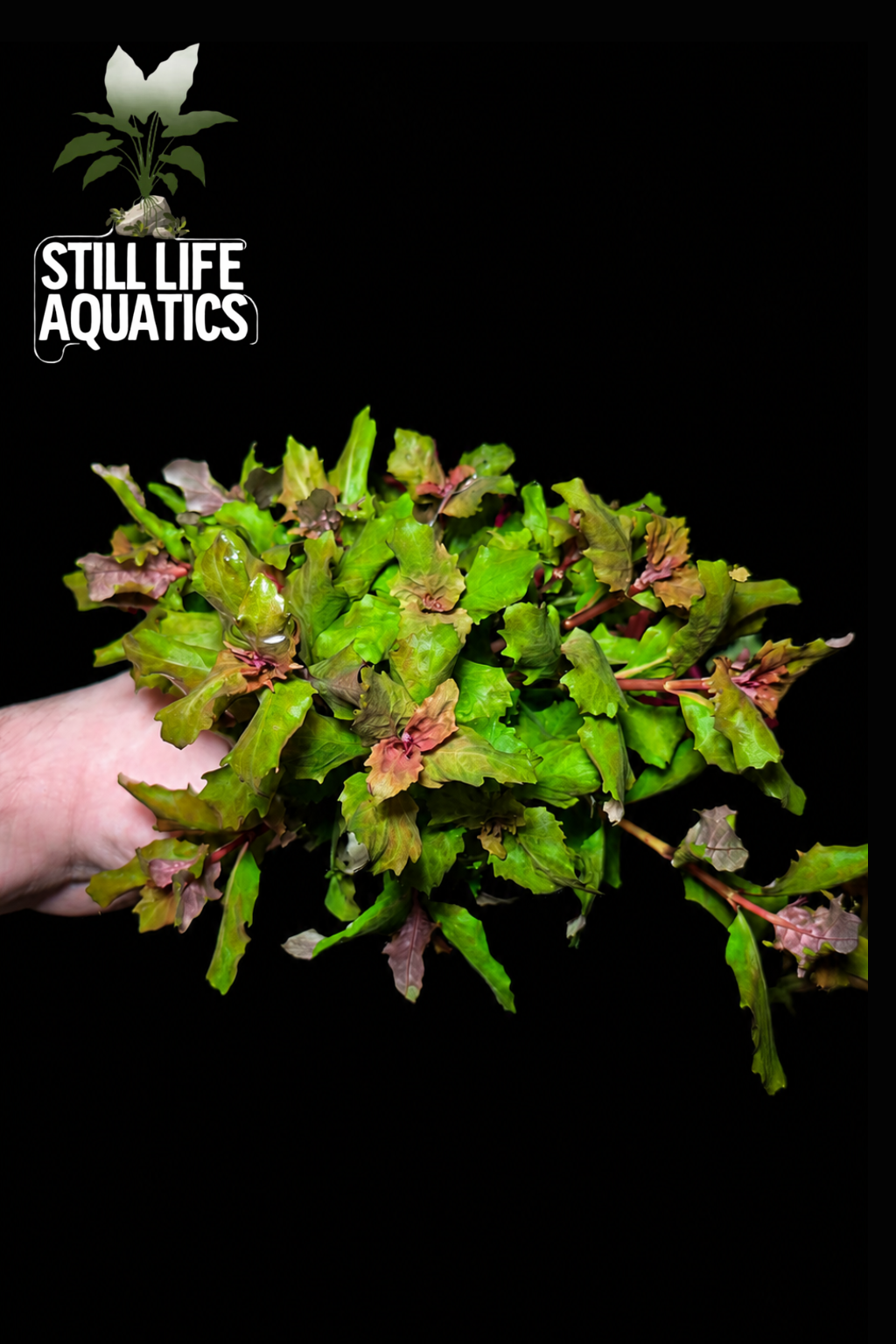 Hygrophila Triflora Chinese Varient Large bunch