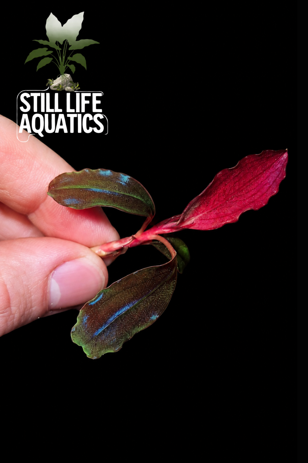 Bucephalandra 'Devil King'