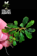 Bucephalandra Royal