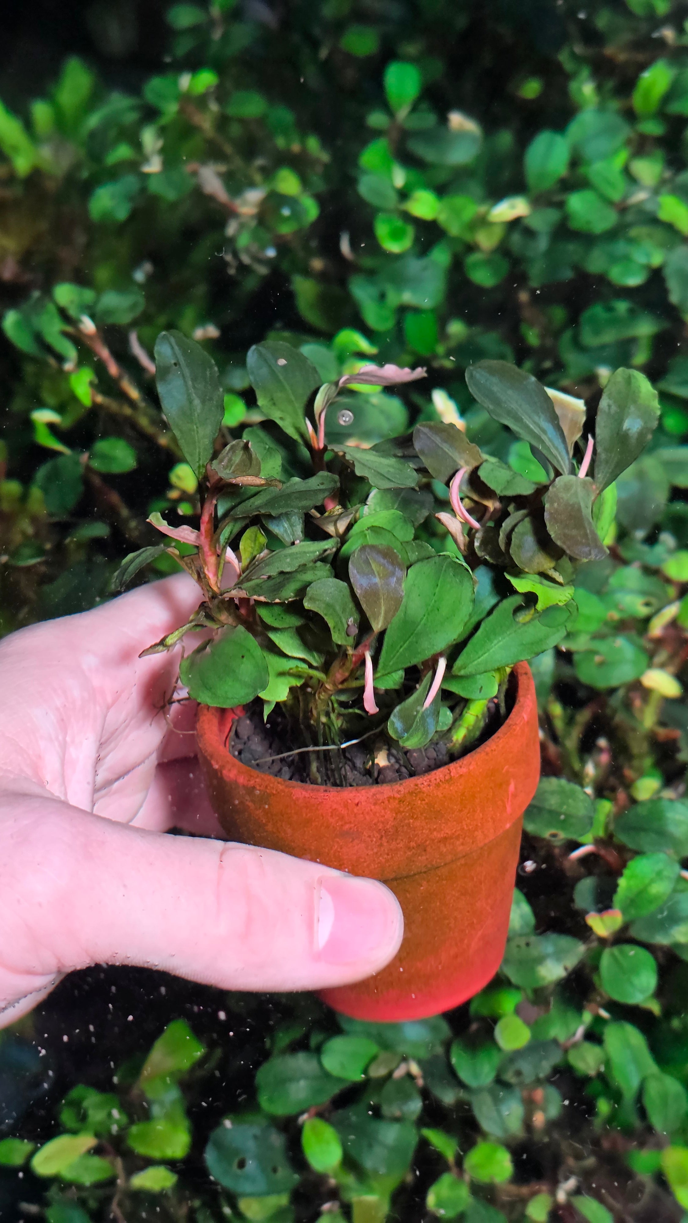 Bucephalandra Sp 'Brownie' Large Clump