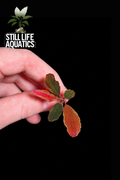 Bucephalandra Gloxinia