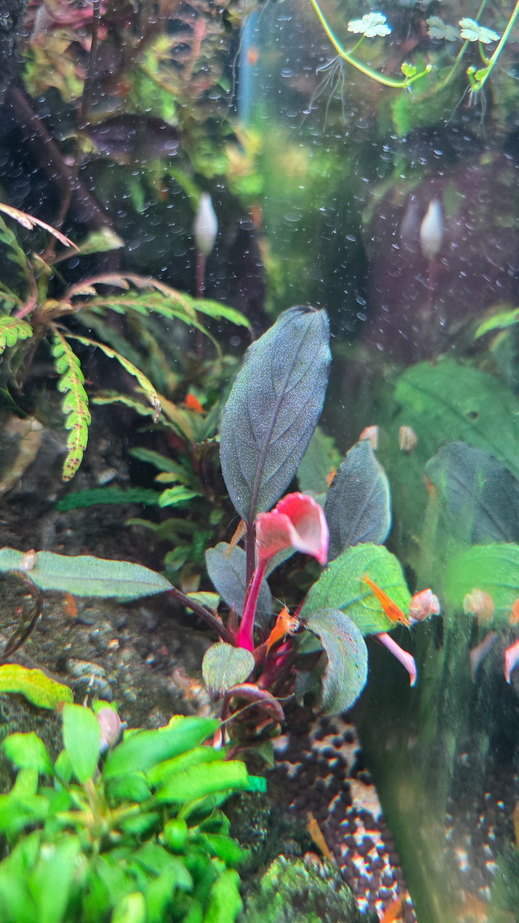 Submersed Grown Green Skeleton King