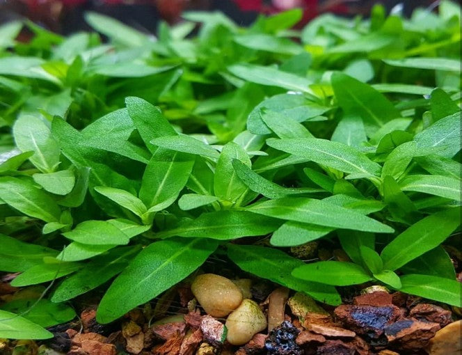 Staurgyne Repens