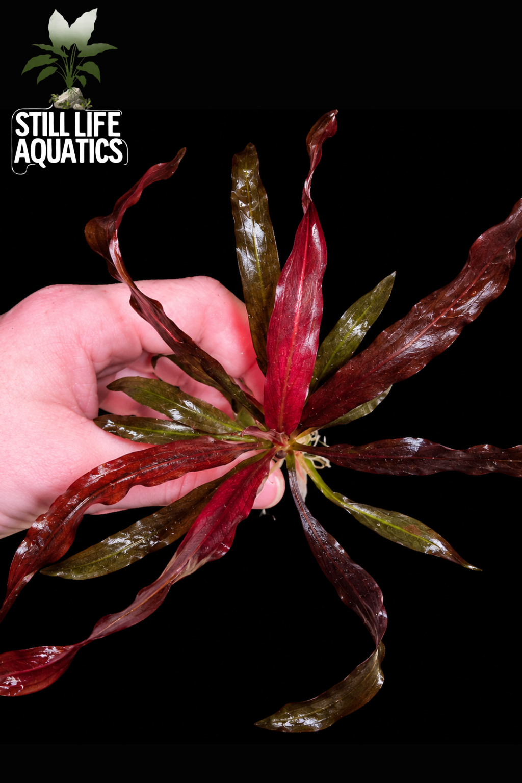 Rare Echinodorus horemanii Red