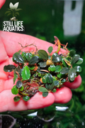 Bucephalandra Mini Coin Clump