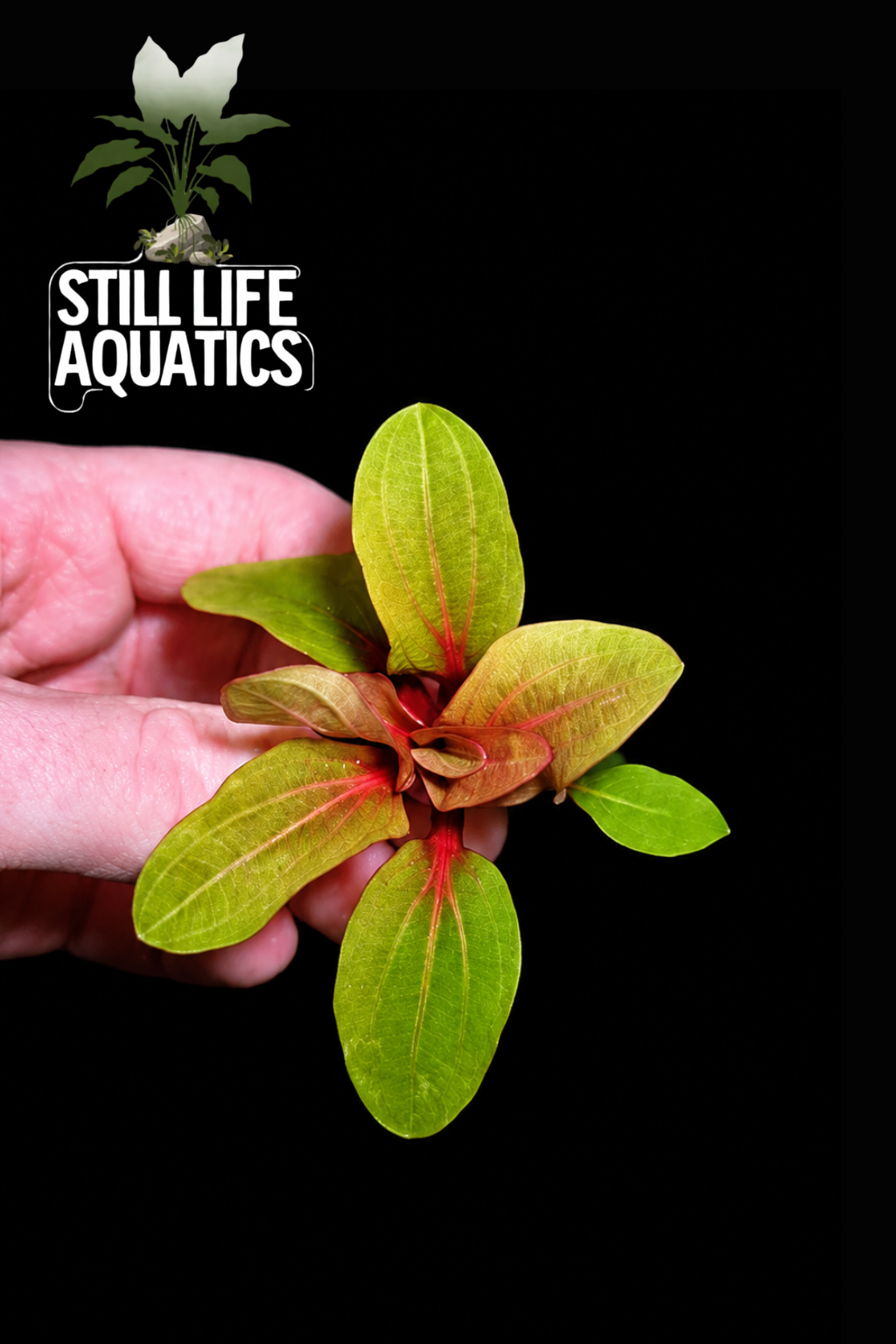 Echinodorus 'Big Bear'