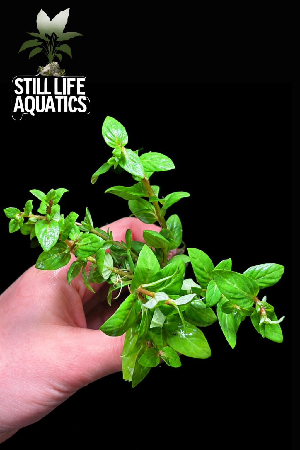 Staurgyne Repens