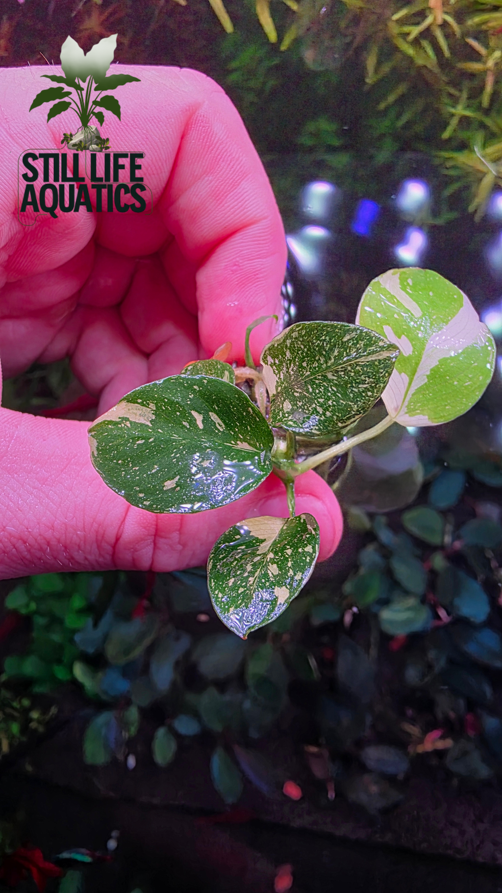 Rare Anubias "Panda"