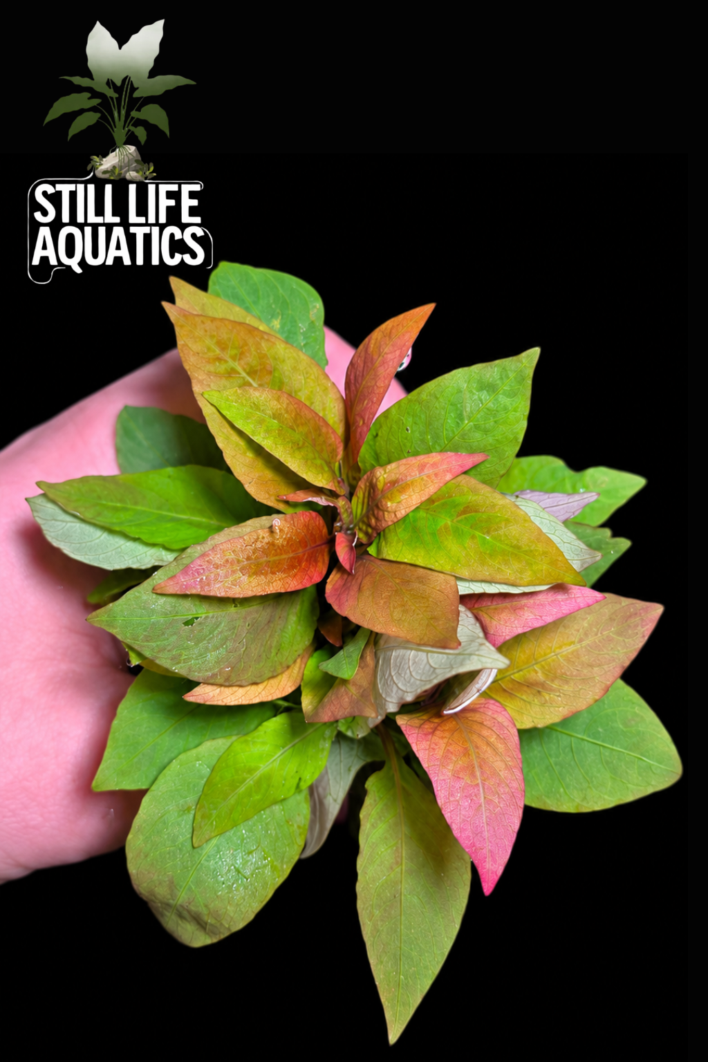 Hygrophila corymbosa ‘Compact’