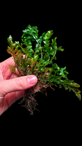Submersed Bolbitis Clump