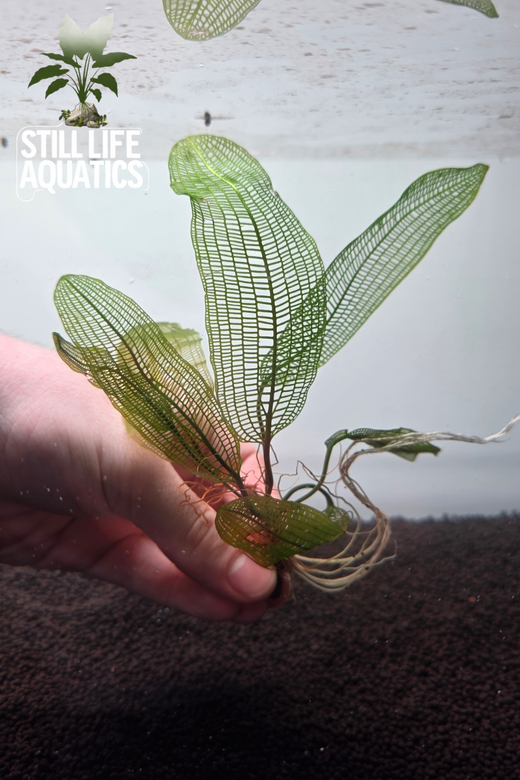 Madagascar Lace Plant Broad leaf