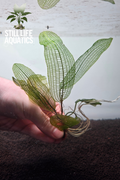 Madagascar Lace Plant Broad leaf