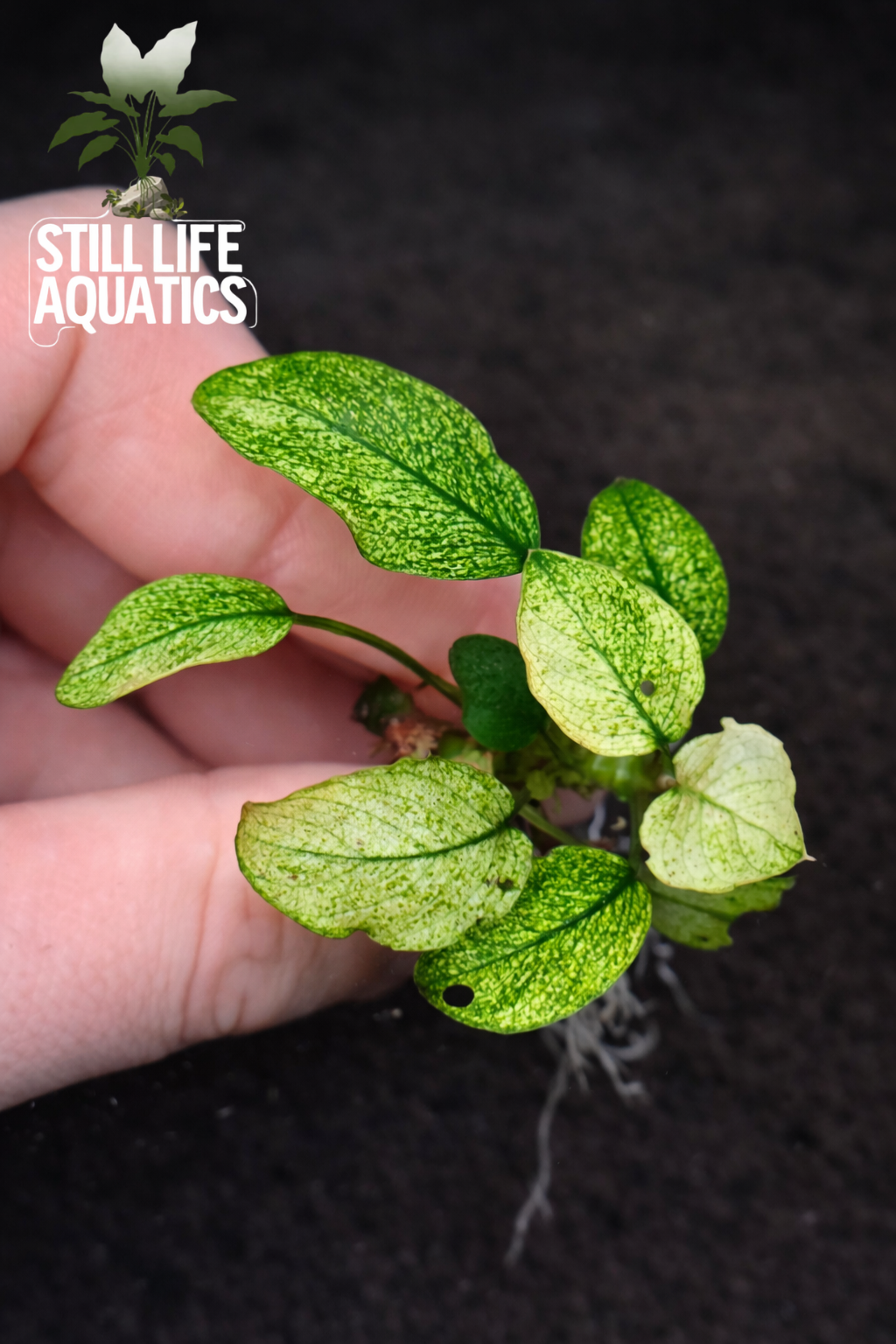 Bucephalandra Moonlight (Best Seller) – Still Life Aquatics