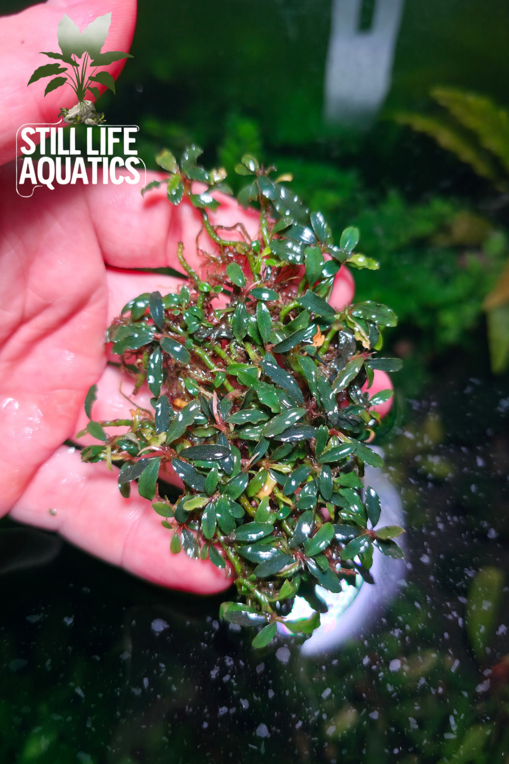 Mini Catherinae Clump