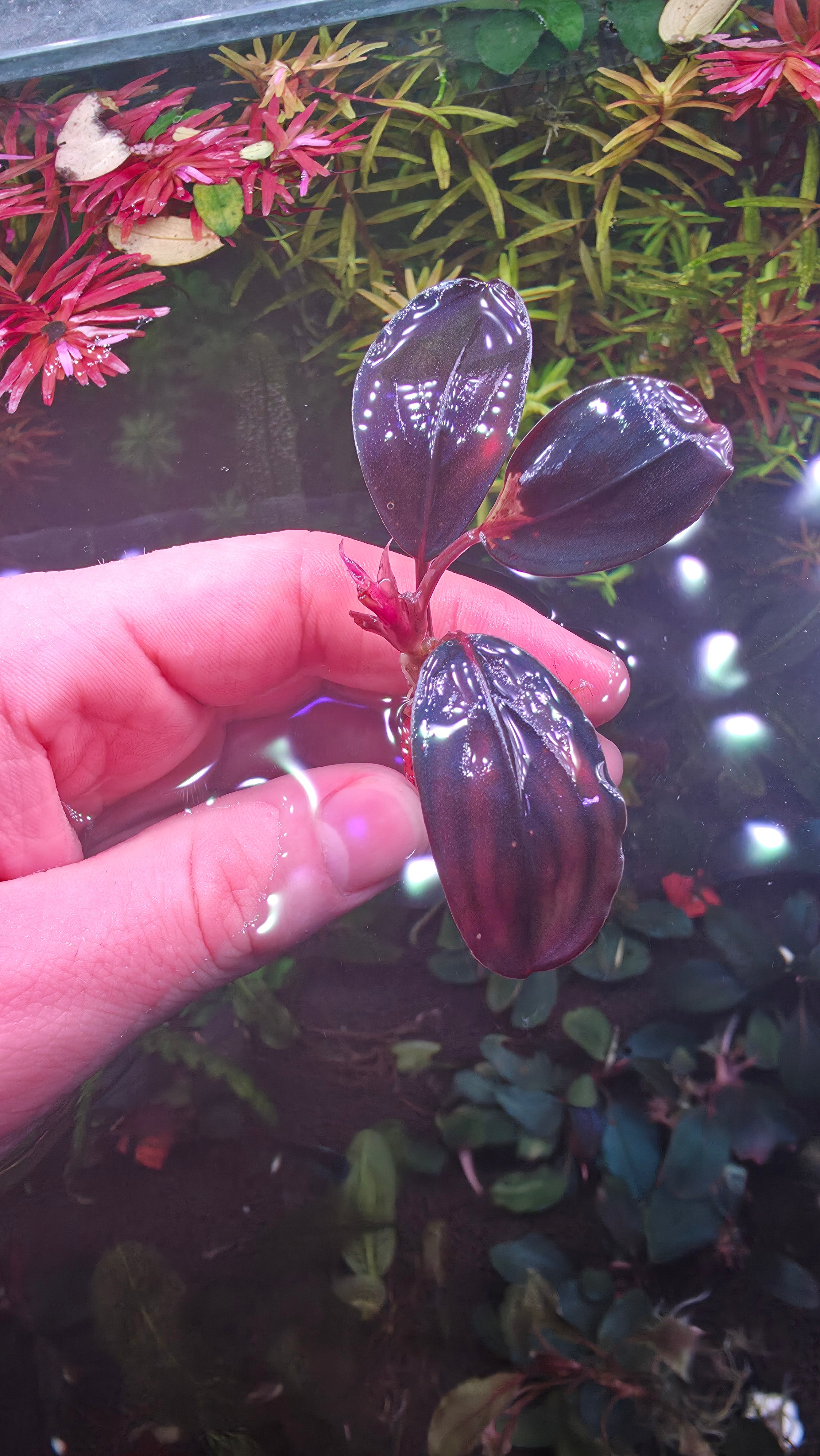 Bucephalandra Moonlight