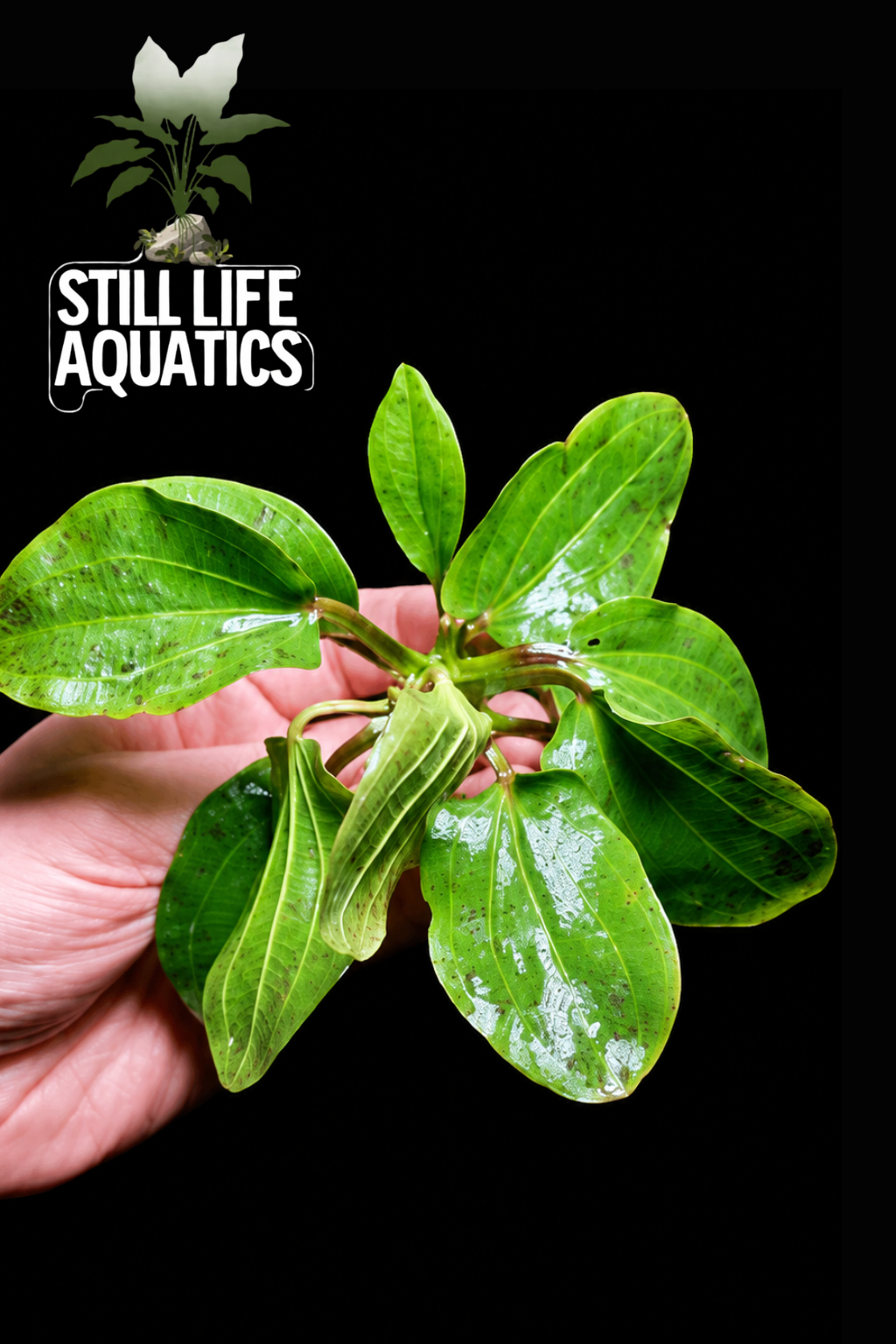 Echinodorus Ozelot Green