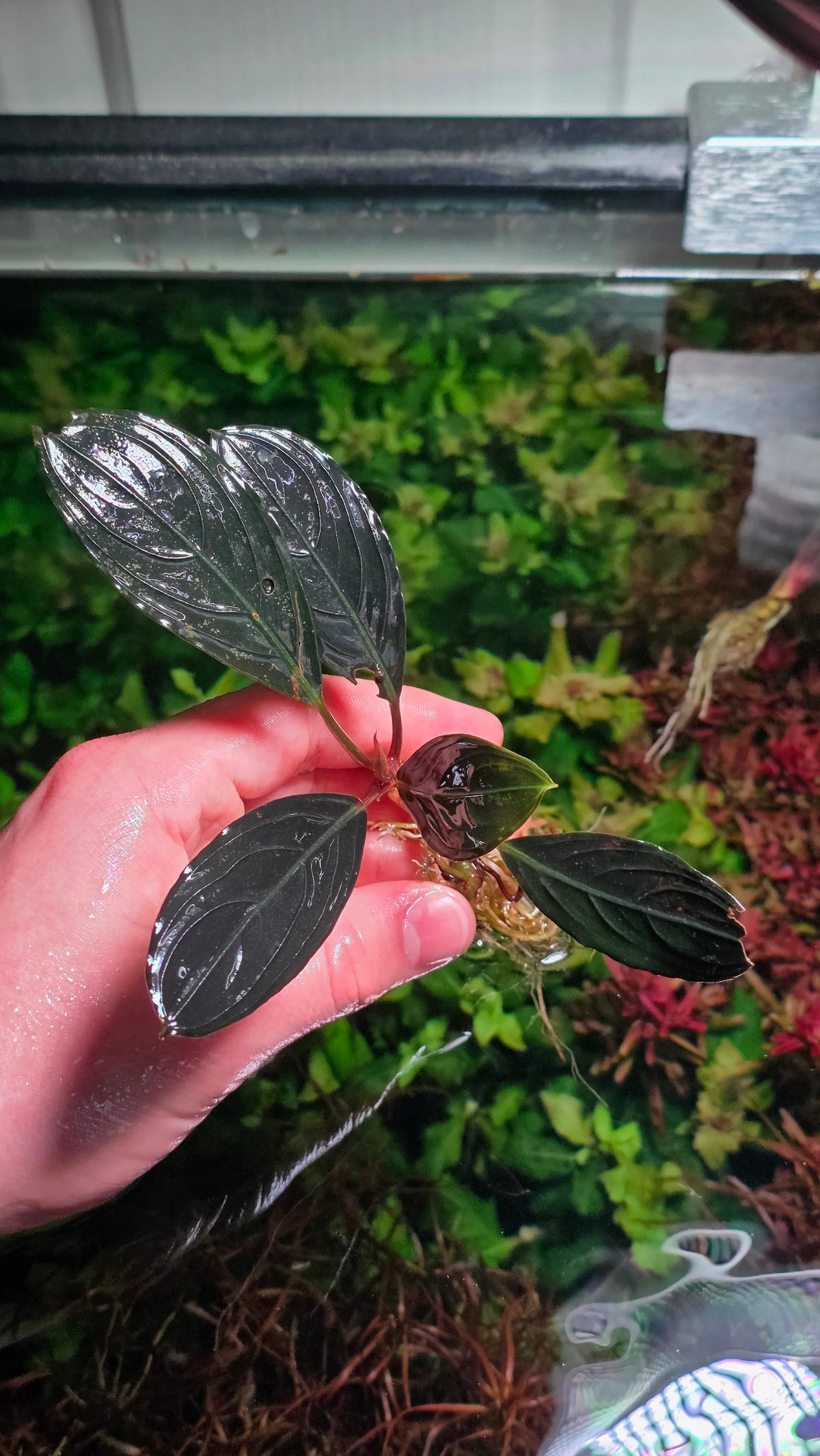 Rare Bucephalandra Dark Skeleton King